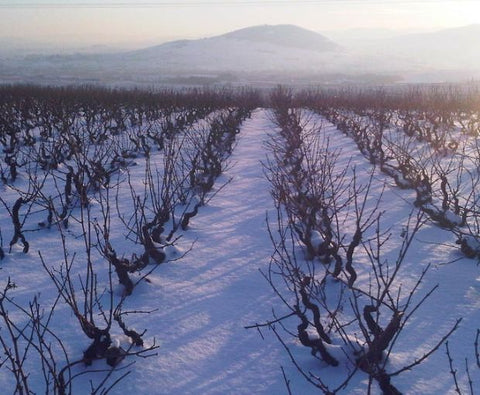 Beaujolais Les Seves Cuvée IIIB AOP 2018, Renaud Bodillard