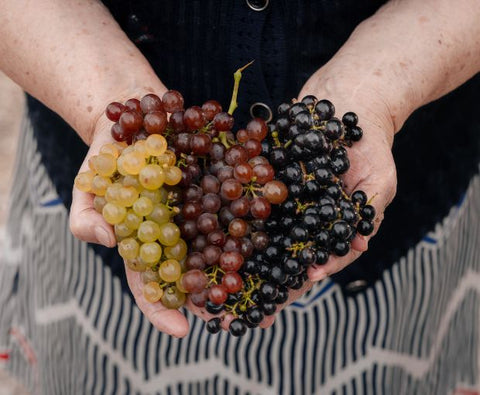 Merlot Trevenezie IGT 2024, Podere Dei Sogni