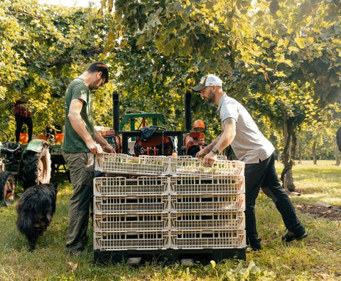 Merlot Trevenezie IGT 2024, Podere Dei Sogni