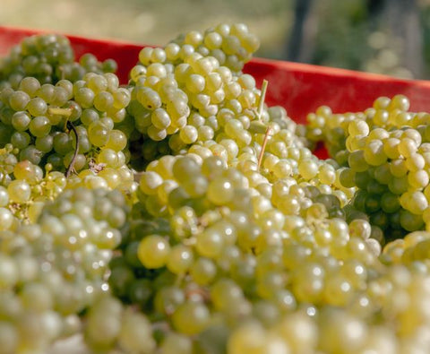 Pinot Grigio delle Venezie DOC 2024, Podere Dei Sogni