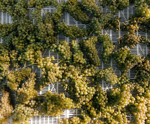 Pinot Grigio Blush delle Venezie DOC 2024, Podere Dei Sogni