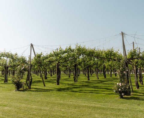 Pinot Grigio Blush delle Venezie DOC 2024, Podere Dei Sogni