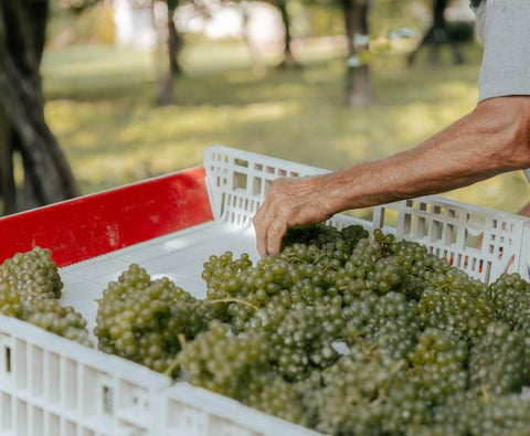 Pinot Grigio Blush delle Venezie DOC 2024, Podere Dei Sogni