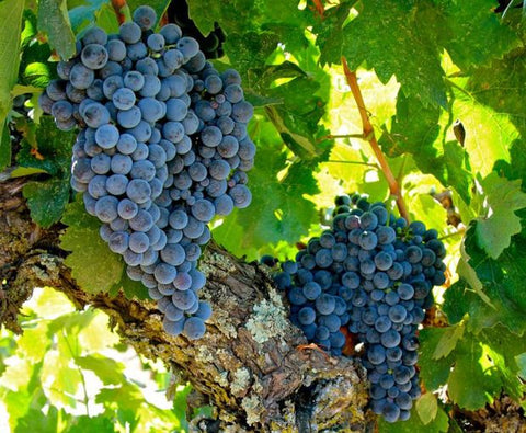 Saint Laurand Collection Privée VdF 2024 Rouge, Les Celliers de Corneille