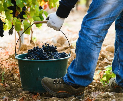 Saint Laurand Collection Privée VdF 2024 Rosé, Les Celliers de Corneille