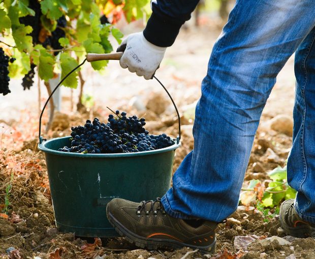 Saint Laurand Collection Privée VdF Rosé 2025, Les Celliers de Corneille