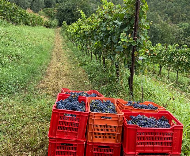 Franciacorta DOCG Brut, Castelveder