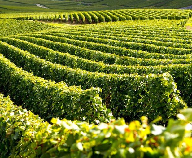 Champagne Francoise Monay Brut