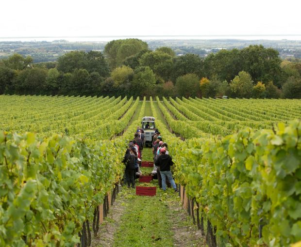 Chapel Down Brut NV