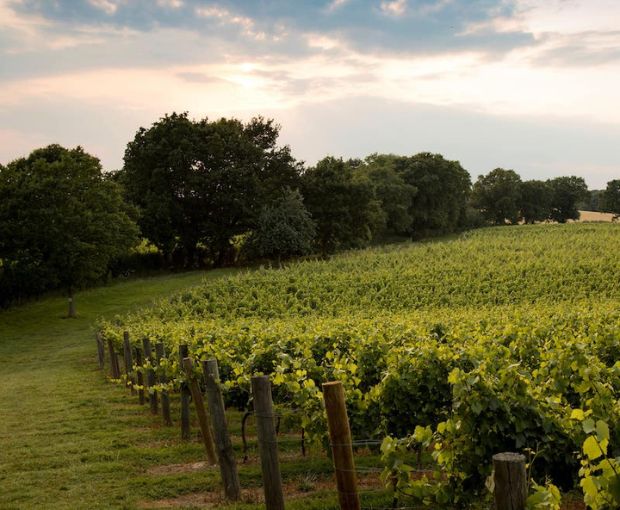 Chapel Down Brut NV