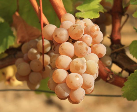 Bordeaux Blanc AOC 2024, Chateau La Croix du Grand Jard