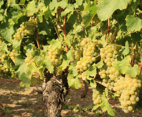 Bordeaux Blanc AOC 2024, Chateau La Croix du Grand Jard