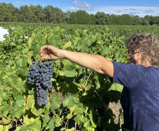 Bordeaux AOC 2022, Château La Croix du Grand Jard