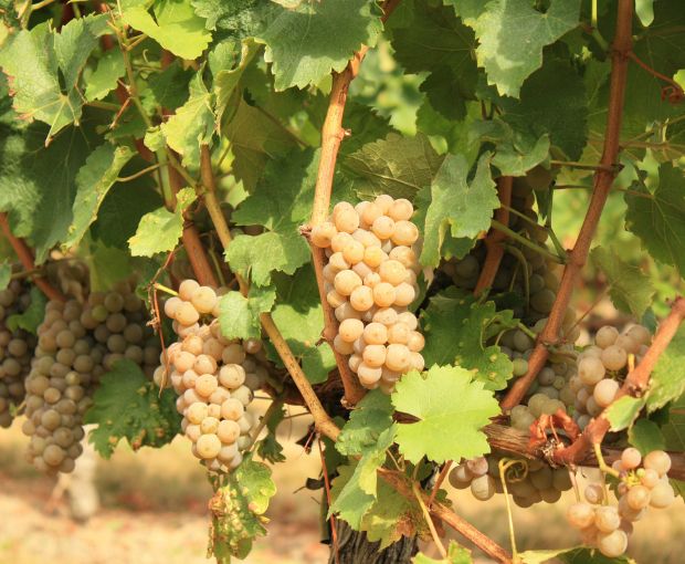 Bordeaux Blanc AOC 2024, Château La Croix du Grand Jard