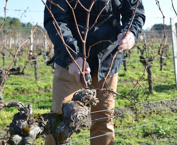 Bordeaux Blanc AOC 2024, Château La Croix du Grand Jard