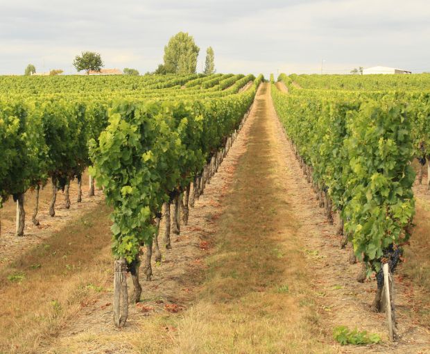 Bordeaux Blanc AOC 2024, Château La Croix du Grand Jard
