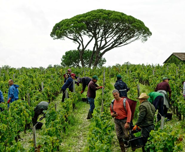 Saint-Estèphe AOC 2020, Les Hauts de Meyney