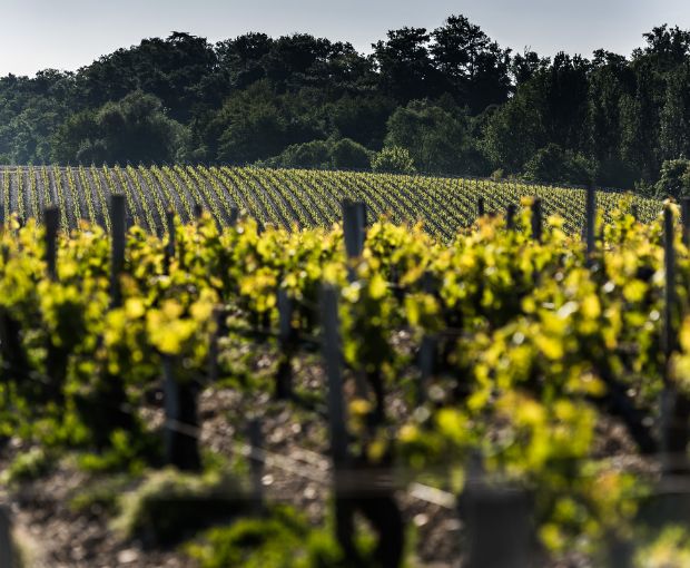 Saint-Estèphe AOC 2020, Les Hauts de Meyney