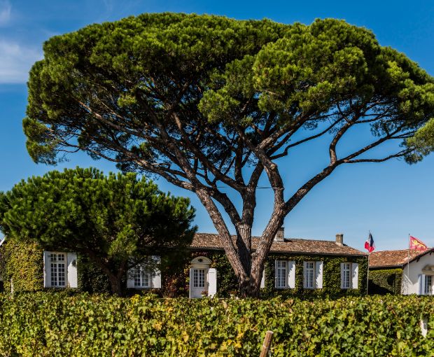 Saint-Estèphe AOC 2020, Les Hauts de Meyney
