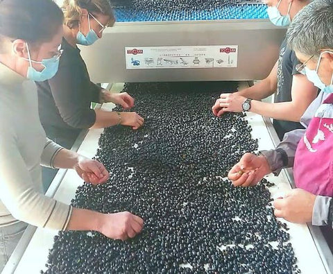 Haut Médoc AOC Cru Bourgeois 2020, Château du Retout
