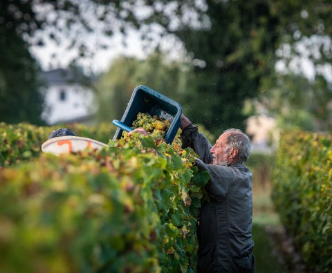 Le Retout Blanc VdF 2018, Château du Retout