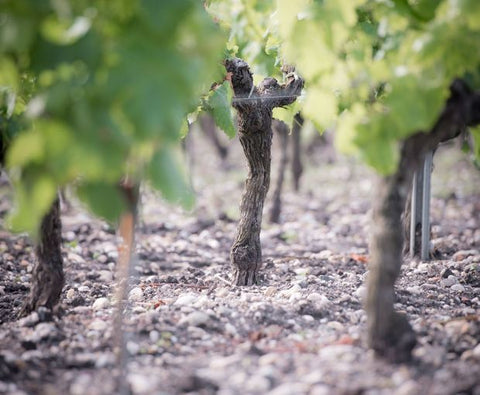 Le Retout Blanc VdF 2018, Château du Retout