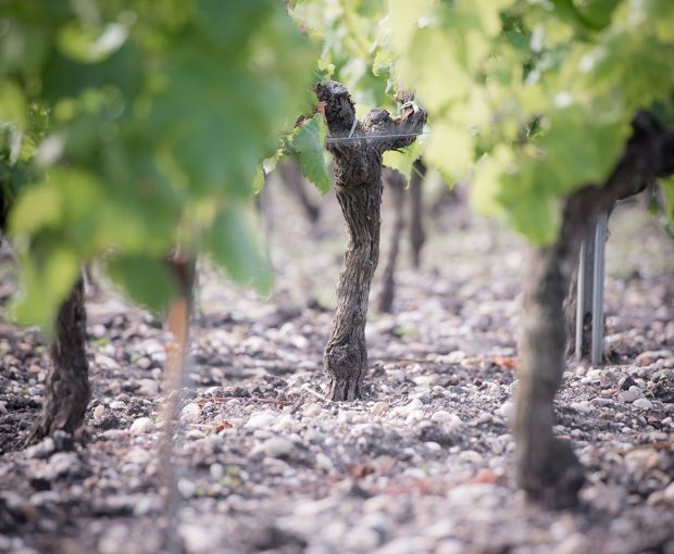 Le Retout Blanc VdF 2023, Château du Retout