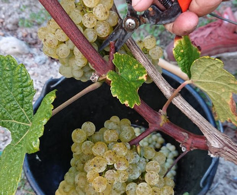 Le Retout Blanc VdF 2018, Château du Retout