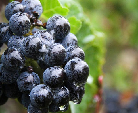 Haut Médoc AOC Cru Bourgeois 2020, Château du Retout