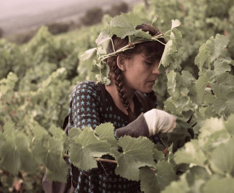 Rock Angel Rosé 2024, Château d'Esclans