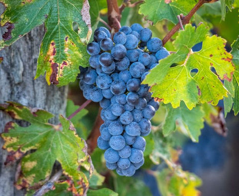 Haut Médoc AOC Cru Bourgeois 2018, Chateau du Retout