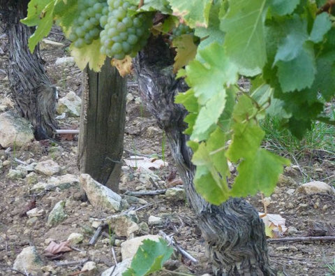 Pouilly Fume AOC Les Croqloups 2024, Domaine Chauveau