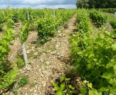 Pouilly Fume AOC Les Croqloups 2024, Domaine Chauveau