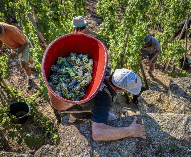 Cornas AOP Allegorie 2016, Domaine Christophe Pichon