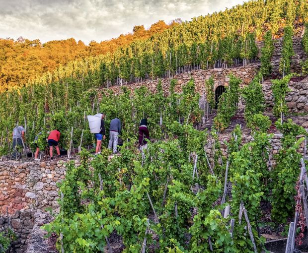 Cornas AOP Allegorie 2016, Domaine Christophe Pichon
