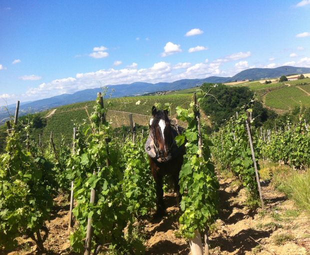 Cornas AOP Allegorie 2016, Domaine Christophe Pichon