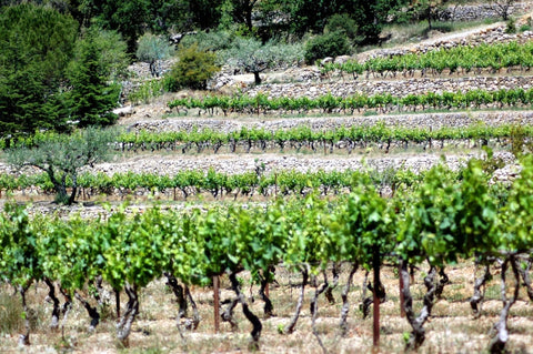 Coteaux Varois en Provence AOP 2023, La Clémencière