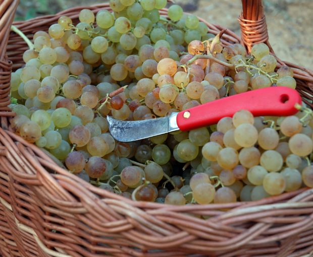 Gavi San Pietro DOCG 2024, Tenuta San Pietro