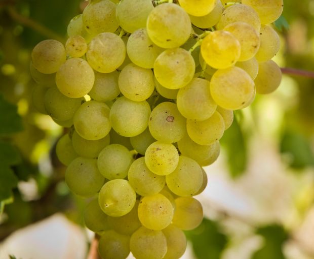 Gavi San Pietro DOCG 2024, Tenuta San Pietro