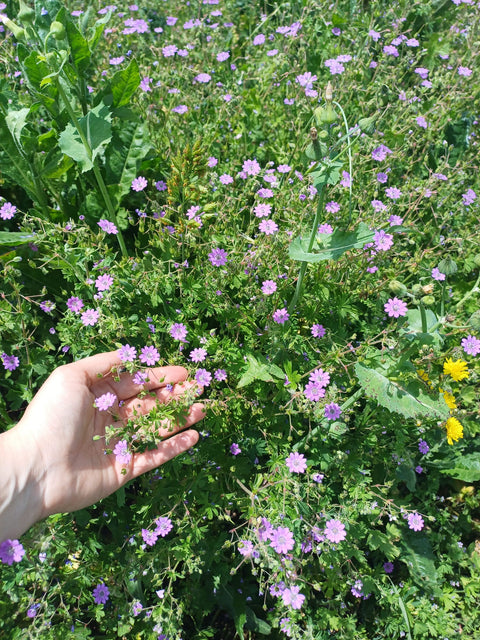 Rioja Alta DOCa Blanco Lagar de Cayo 2024, Quiroga de Pablo