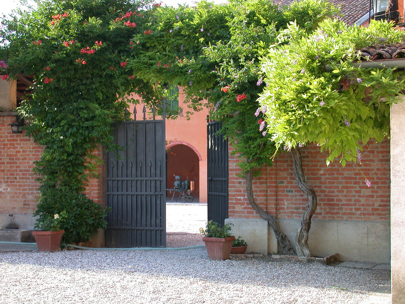 Home at Peduncolo Vitas Refosco Villa DOC Rosso Friuli, dal 2020 – Wine