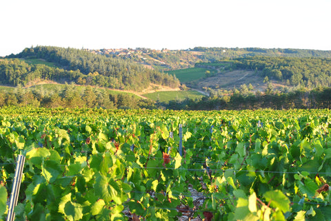 Macon-Villages AOP 2024, Domaine Laurent Dufouleur