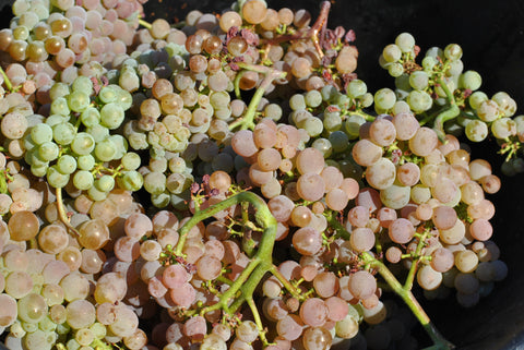 Macon-Villages AOP 2024, Domaine Laurent Dufouleur