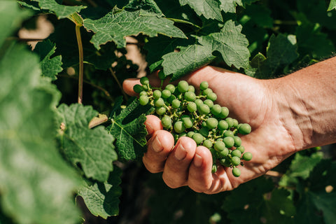 Saint Laurand Collection Privée VdF 2024 White, Les Celliers de Corneille