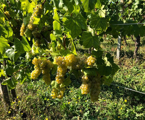Chardonnay dell’Emilia IGP 2024, Torre Gaggio