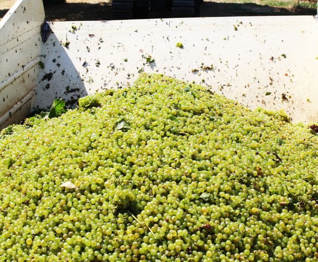 Trebbiano Rubicone IGP 2025, Dalfiume Nobilvini