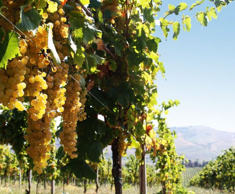Trebbiano Rubicone IGP 2025, Dalfiume Nobilvini