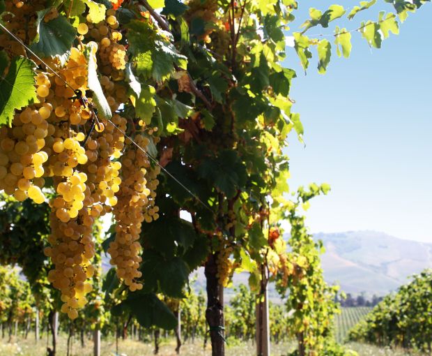 Trebbiano Rubicone IGP 2025, Dalfiume Nobilvini