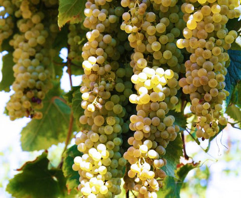 Chardonnay dell’Emilia IGP 2024, Torre Gaggio