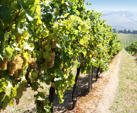 Chardonnay dell’Emilia IGP 2024, Torre Gaggio